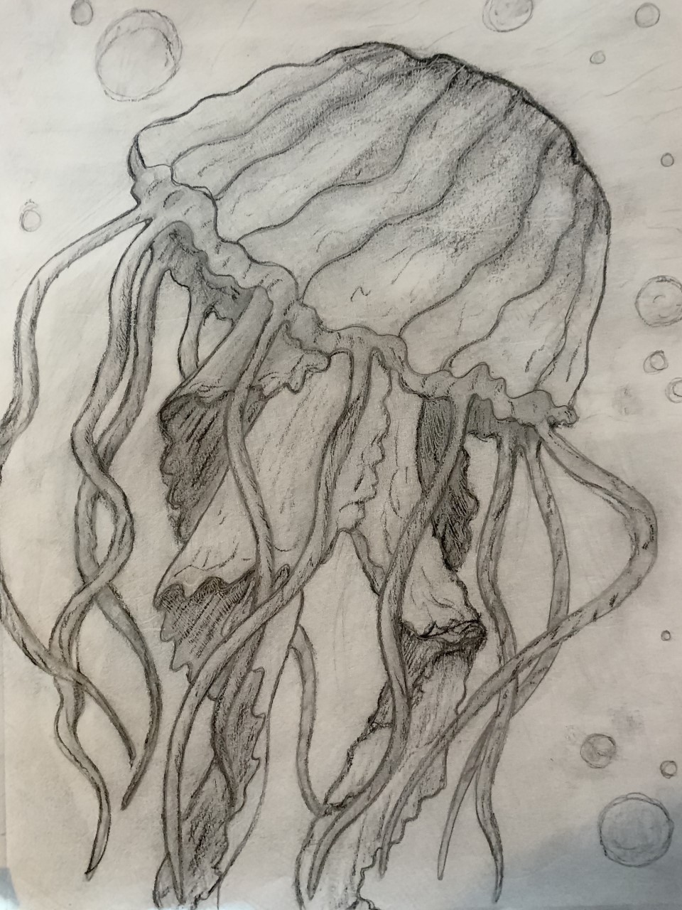Jellyfish - 11x14